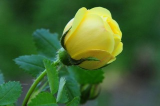 黄玫瑰的花语,第2图
