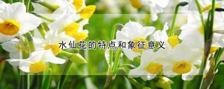 水仙花的特点和象征意义,第1图