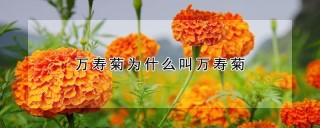 万寿菊为什么叫万寿菊,第1图