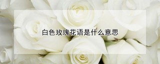 白色玫瑰花语是什么意思,第1图