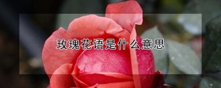 玫瑰花语是什么意思,第1图