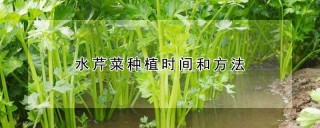 水芹菜种植时间和方法,第1图