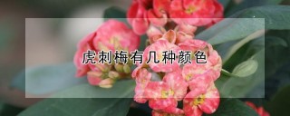 虎刺梅有几种颜色,第1图