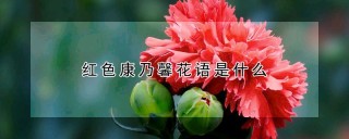 红色康乃馨花语是什么,第1图