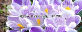 藏红花和西红花是一样的吗,第1图