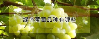 绿色葡萄品种有哪些,第1图