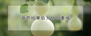 葫芦结果后为什么萎缩,第1图