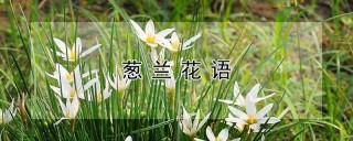 葱兰花语,第1图