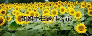 姐姐生日送什么花,第1图