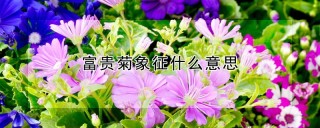 富贵菊象征什么意思,第1图