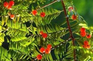 红豆杉怎么养长得快，教你六种养殖方法生长枝繁叶茂,第1图