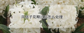 风信子花期过后怎么处理,第1图