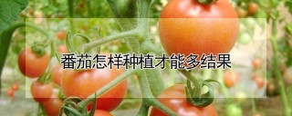 番茄怎样种植才能多结果,第1图