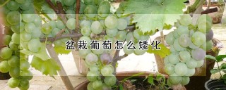 盆栽葡萄怎么矮化,第1图