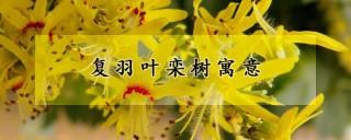 复羽叶栾树寓意,第1图