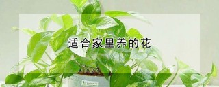 适合家里养的花,第1图