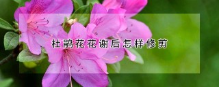 杜鹃花花谢后怎样修剪,第1图