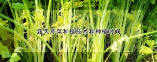 露天芹菜种植技术和种植时间,第1图