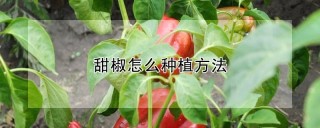 甜椒怎么种植方法,第1图