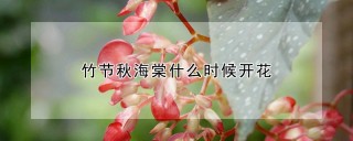 竹节秋海棠什么时候开花,第1图