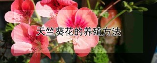 天竺葵花的养殖方法,第1图