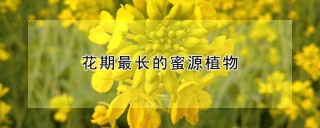 花期最长的蜜源植物,第1图