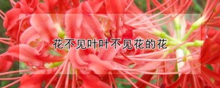 花不见叶叶不见花的花,第1图