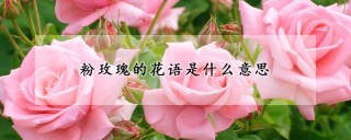 粉玫瑰的花语是什么意思,第1图