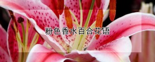 粉色香水百合花语,第1图