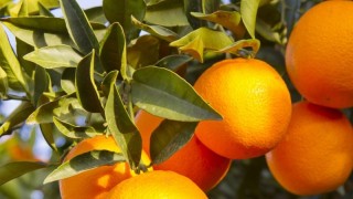 橙子的种子怎么种植,第1图