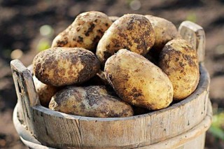 土豆管理和增产方法,第3图