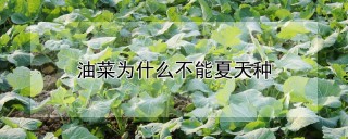 油菜为什么不能夏天种,第1图