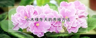 小木槿冬天的养殖方法,第1图