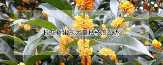 桂花树出现大量枯枝怎么办,第1图