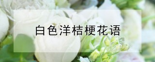 白色洋桔梗花语,第1图