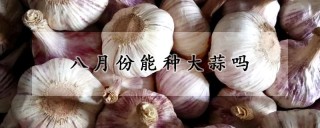 八月份能种大蒜吗,第1图