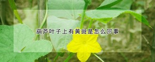 葫芦叶子上有黄斑是怎么回事,第1图