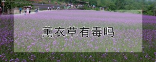 薰衣草有毒吗,第1图