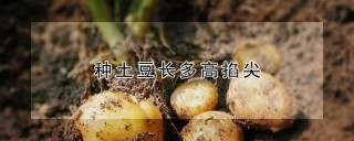 种土豆长多高掐尖,第1图