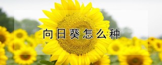 向日葵怎么种,第1图