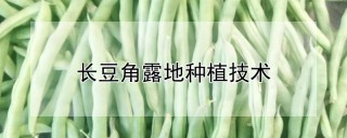 长豆角露地种植技术,第1图