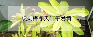 虎刺梅冬天叶子发黄,第1图