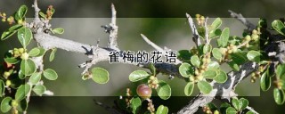 雀梅的花语,第1图