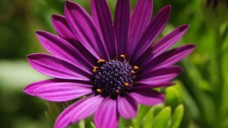 紫色雏菊的花语是什么,第1图