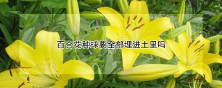 百合花种球要全部埋进土里吗,第1图