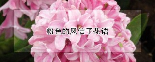 粉色的风信子花语,第1图