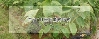 芋头6月份还能种吗种,第1图