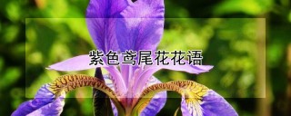 紫色鸢尾花花语,第1图