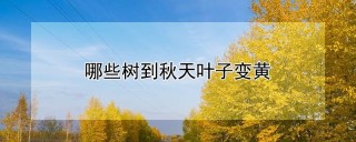 哪些树到秋天叶子变黄,第1图