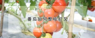 番茄如何整枝打叉,第1图